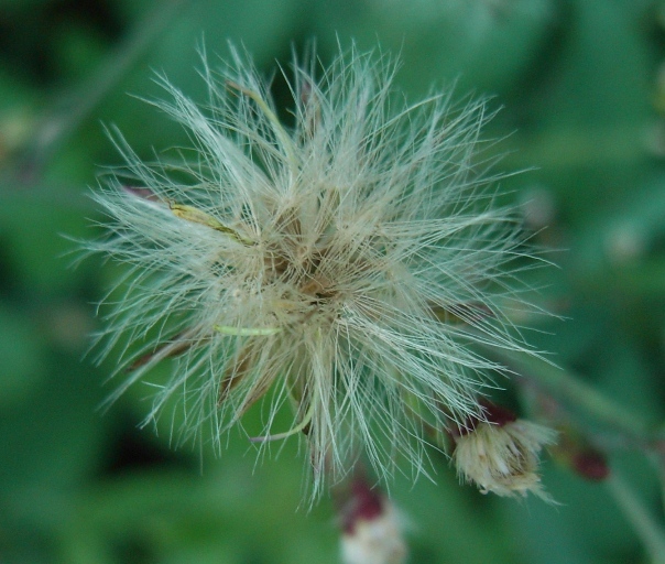 Symphyotrichum squamatum / Astro autunnale